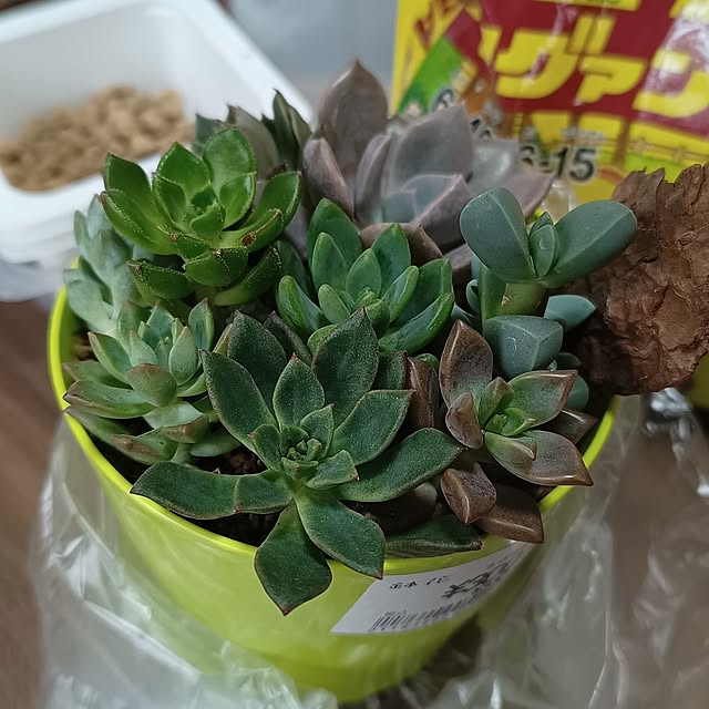 soyokoさんの部屋