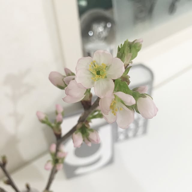 Daisyさんの実例写真