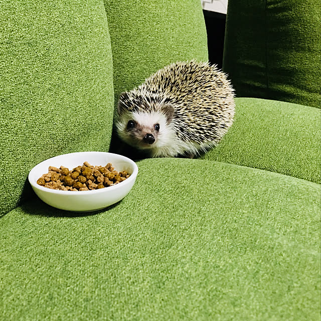 yakitoripieさんの実例写真