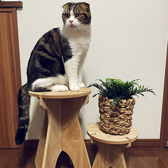 tansukeさんの部屋