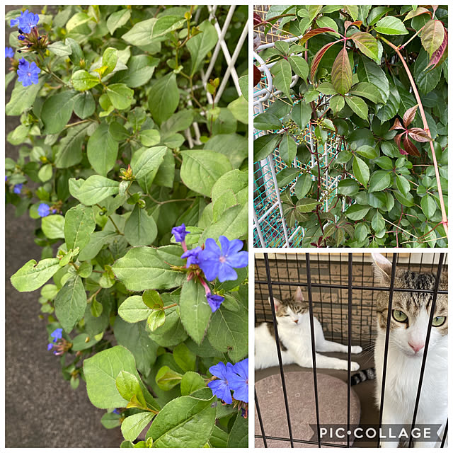 Lufuさんの実例写真