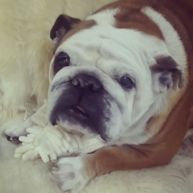 panchobiさんの実例写真