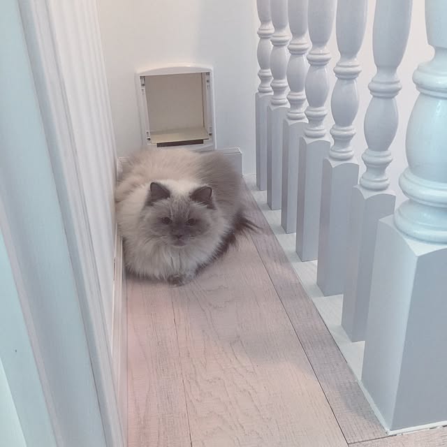 yuchiさんの実例写真