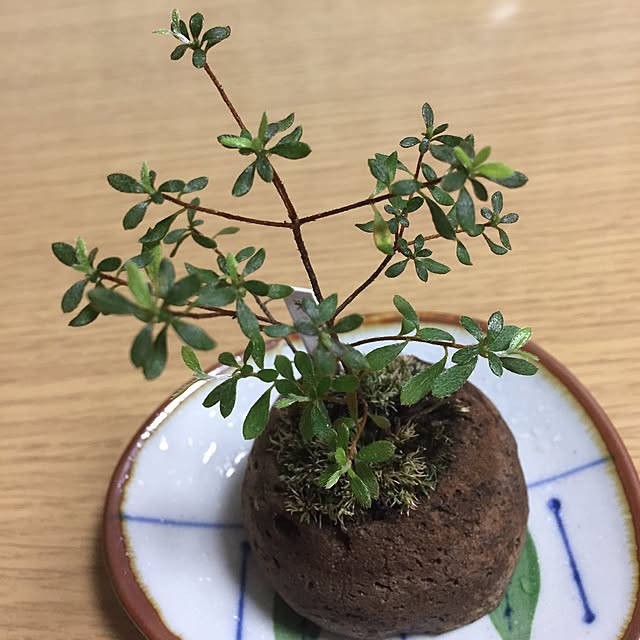 takakoさんの実例写真