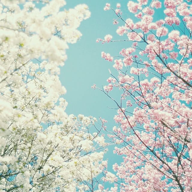 zizblueさんの実例写真