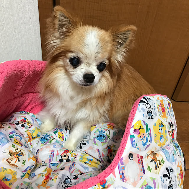 mirukuさんの実例写真