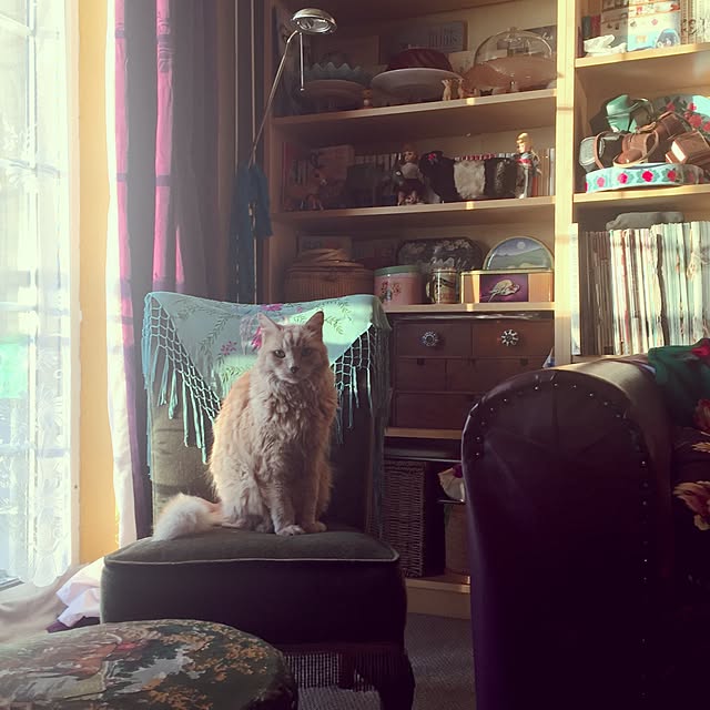 nekohigeさんの実例写真