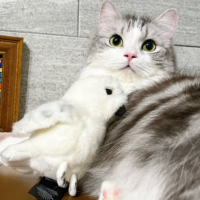 cotoriさんの実例写真