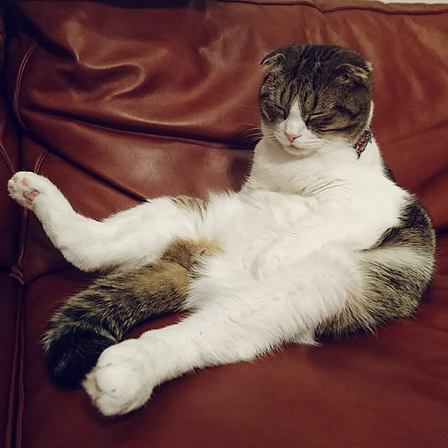 Akariさんの実例写真