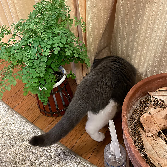 meruさんの部屋