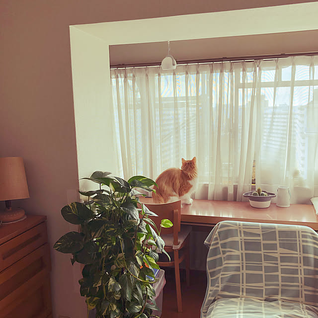 uchidaizuさんの実例写真