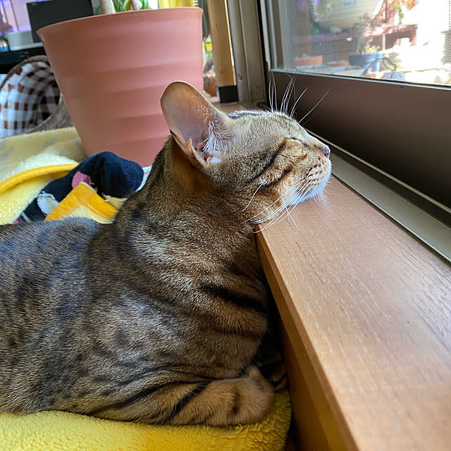 yuzuaoさんの実例写真