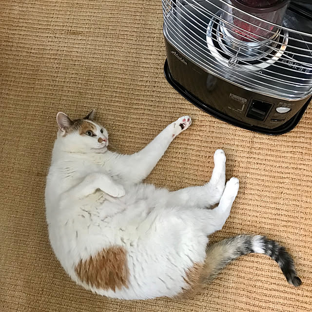 petitlapineさんの実例写真