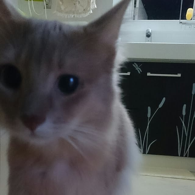 1ldksさんの実例写真