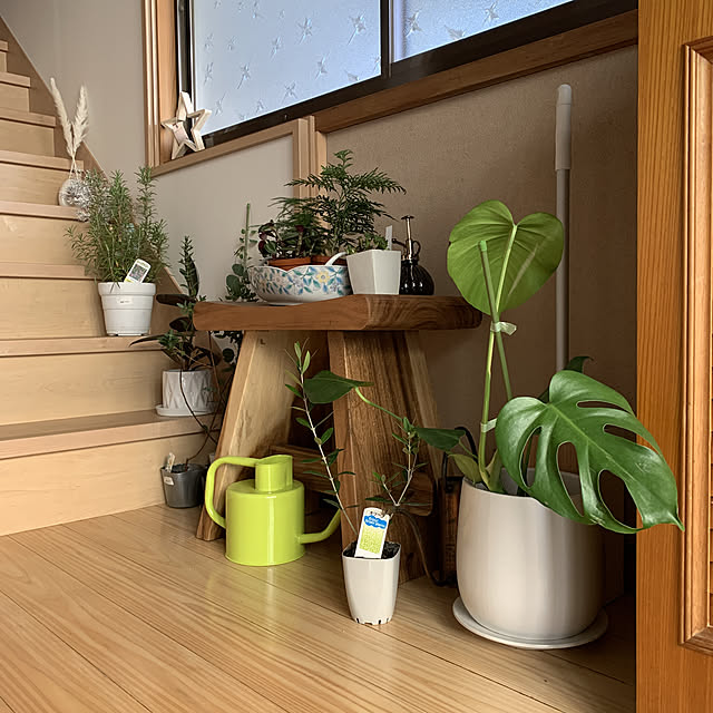 観葉植物大好き/観葉植物のある暮らし/グリーンのある暮らし/福袋2022/玄関/入り口のインテリア実例 - 2022-01-04 14:42:32