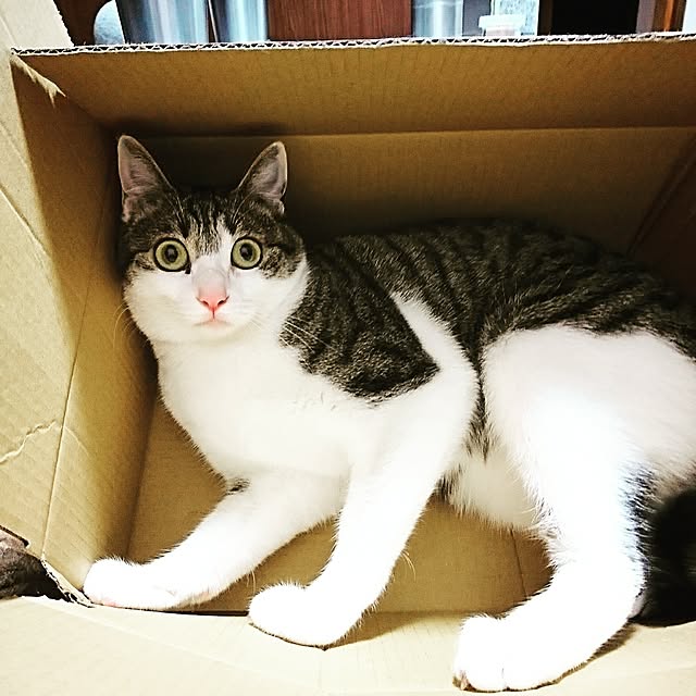 kiraさんの実例写真