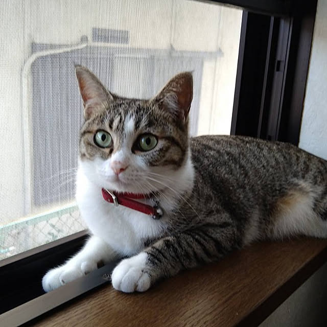 sakai0531cさんの実例写真