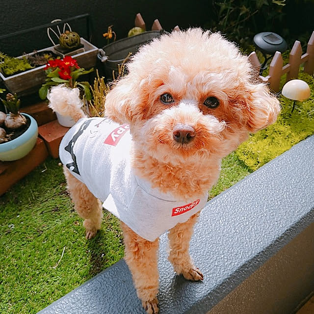 comameさんの実例写真