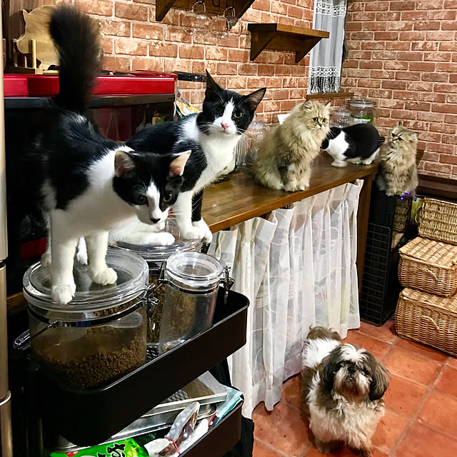 butachanさんの実例写真
