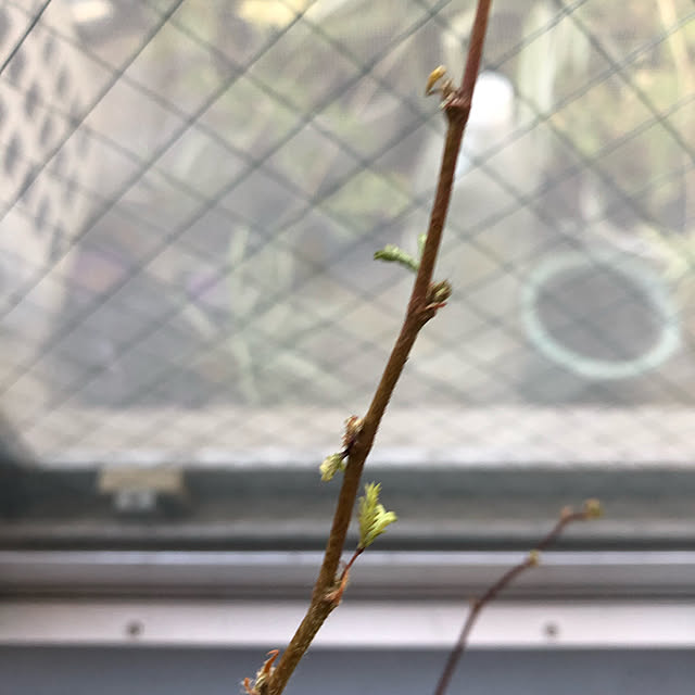 rainさんの実例写真