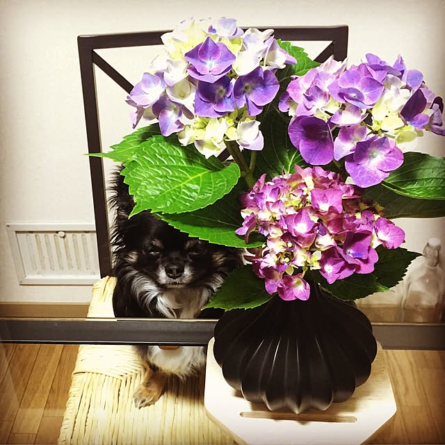 hitosan.さんの実例写真