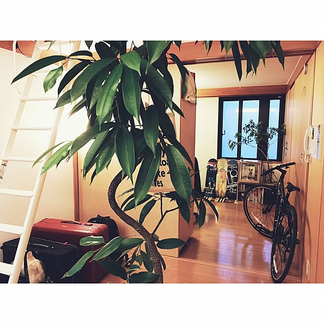 HALさんの実例写真