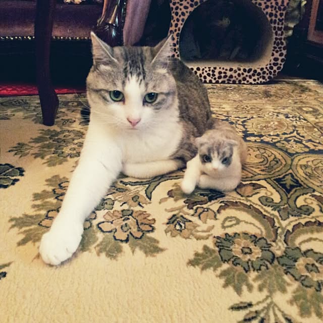 emmyyさんの実例写真