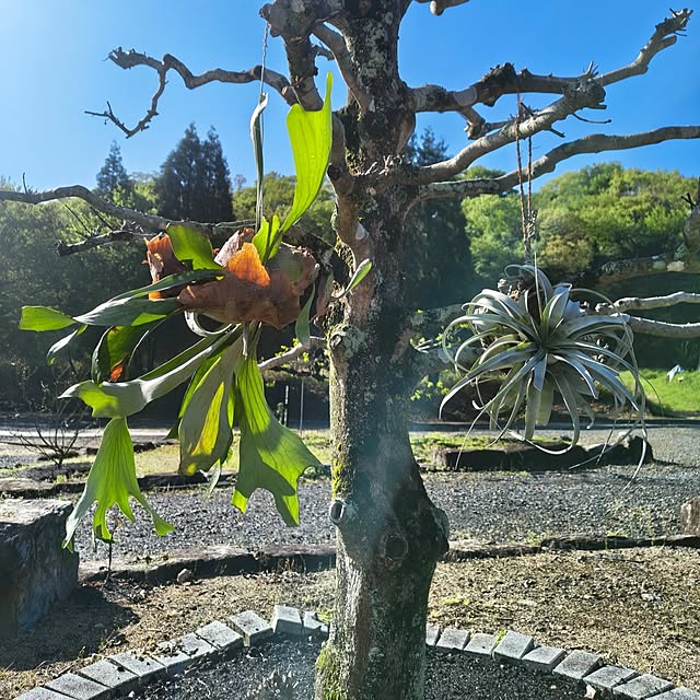 Rubiconさんの実例写真