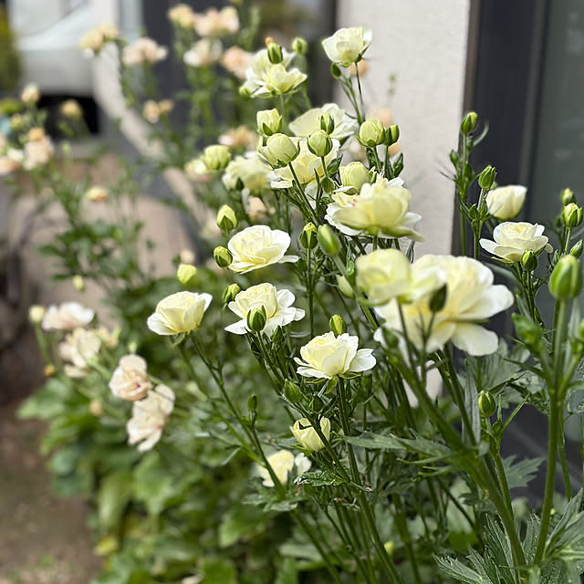 buchiさんの部屋