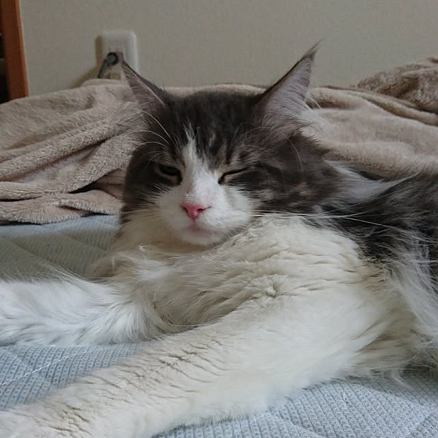 shinobuさんの実例写真