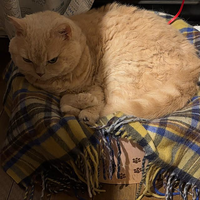 naokoさんの実例写真