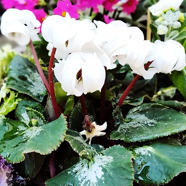 katさんの実例写真