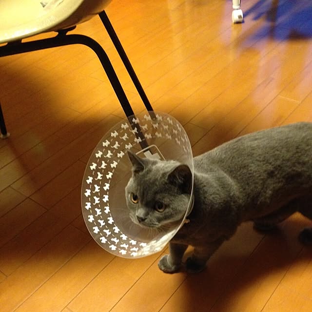Shojiさんの実例写真