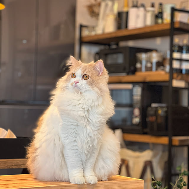 KUMA_STARIUMさんの実例写真