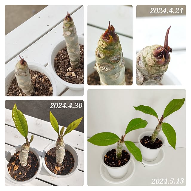 SSSSSさんの部屋