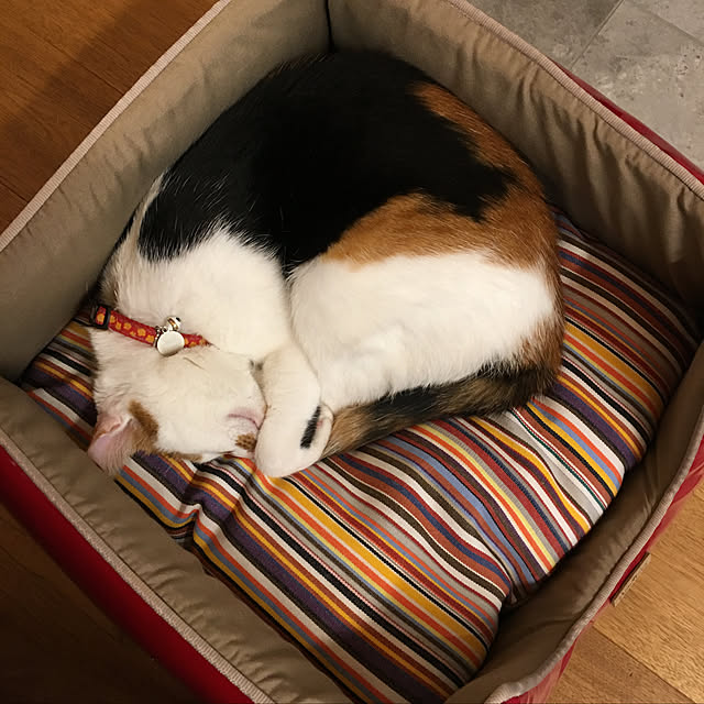 momochiyoさんの実例写真
