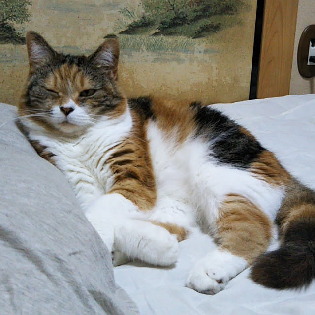 yukieさんの実例写真