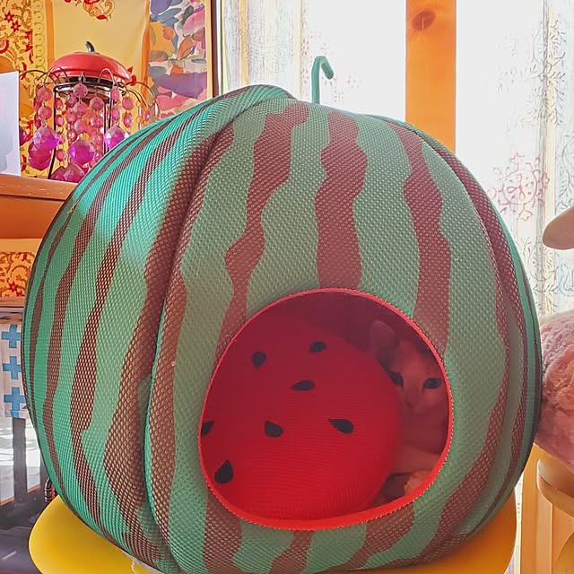 kumutanさんの実例写真