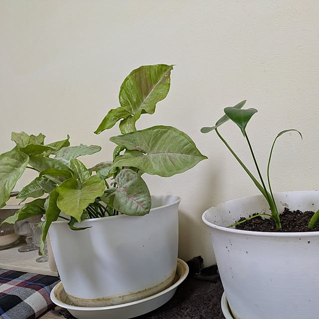 asaさんの部屋