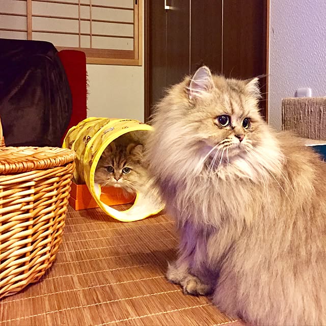 butachanさんの実例写真