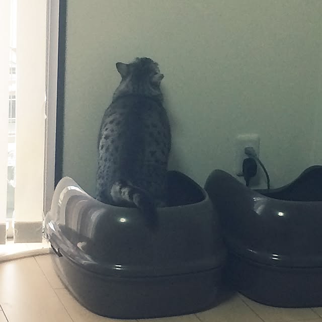 shienaさんの実例写真