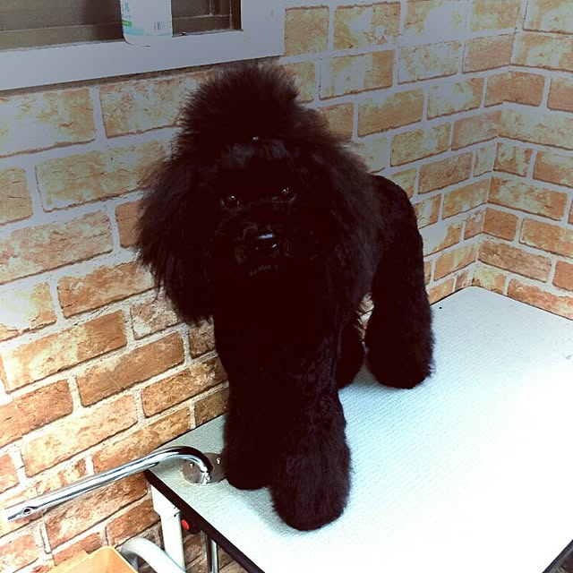 junhimeさんの実例写真