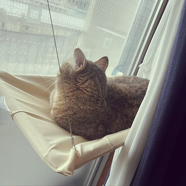 neko_himitsukichiさんの実例写真