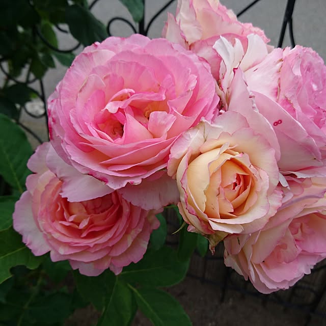 gardengardenさんの実例写真