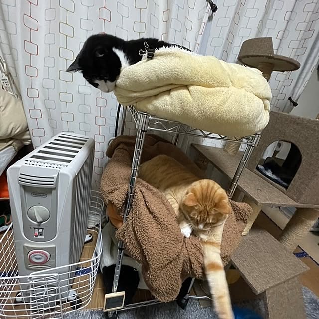koromaroさんの部屋