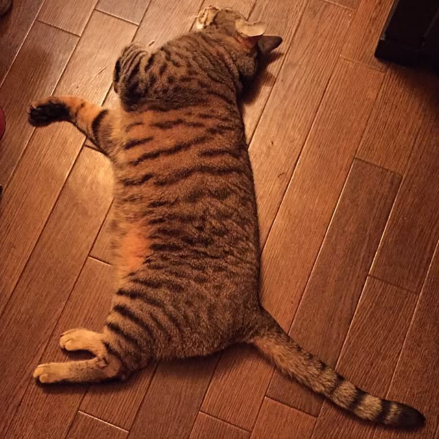 shinさんの実例写真