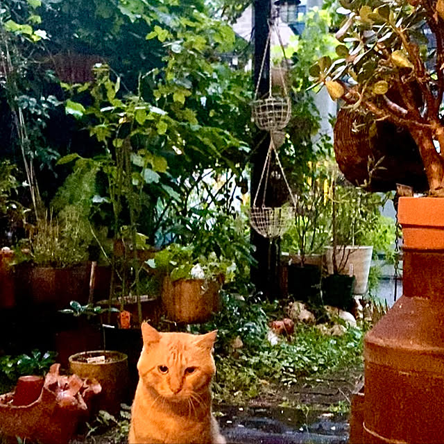 butachanさんの実例写真