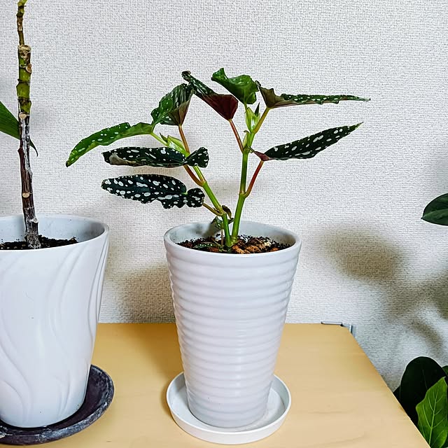 hanachanさんの部屋