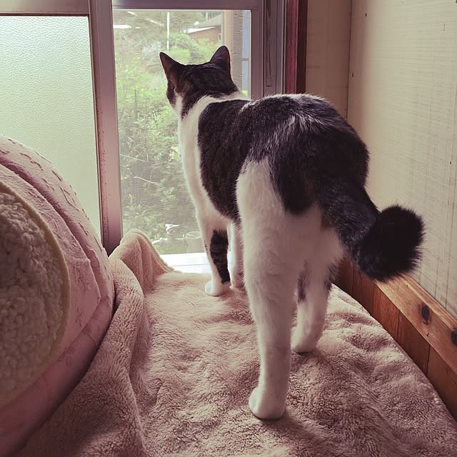 Shihoさんの実例写真