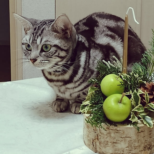 実例写真